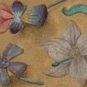 A close-up of an illuminated manuscript showing flowers on a washed yellow background.