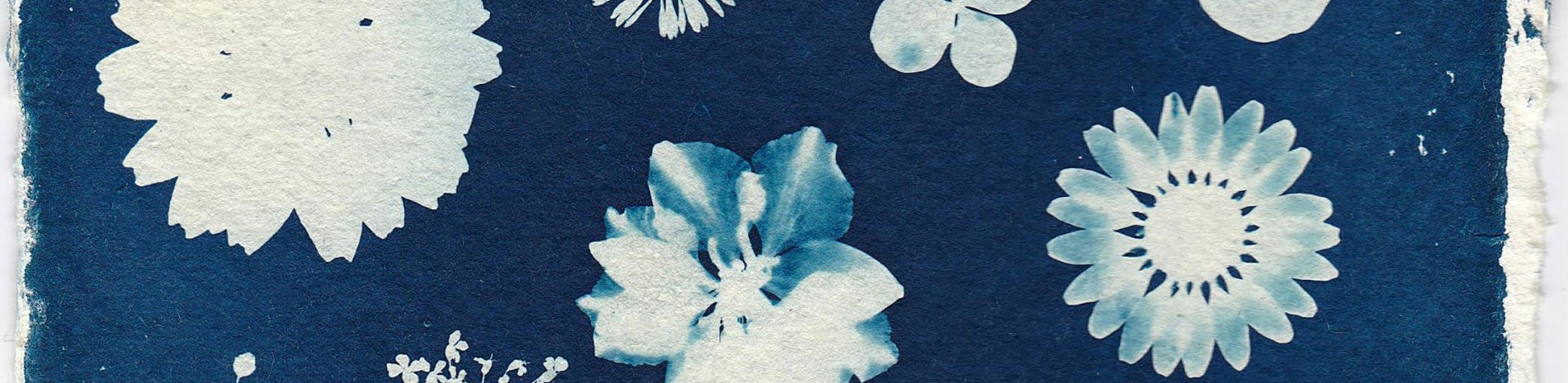 A close-up of a cyanotype print, showing the white outlines of flowers over a deep blue background.